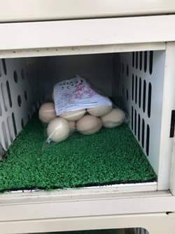 兵庫県姫路市にある後藤孵卵場のたまご