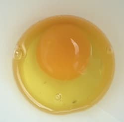 飯尾たまごの卵