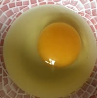 石本鶏卵 真卵