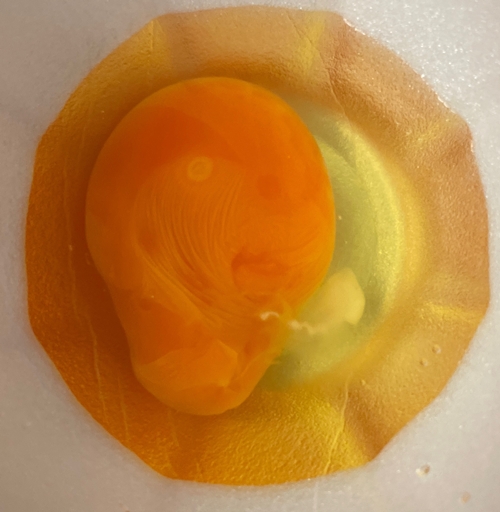 有精卵 コケコッコー共和国