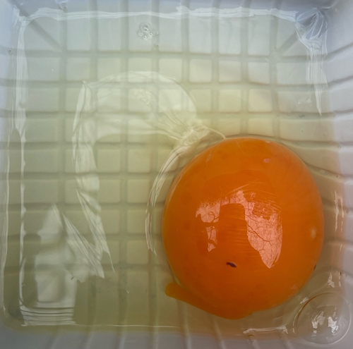 秋田比内地鶏たまご 黎明舎種鶏場