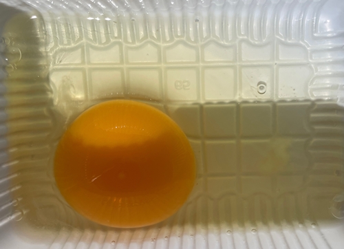たまご 斉藤照久