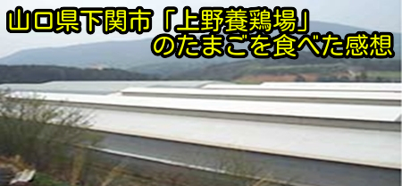 山口県下関市「上野養鶏場」のたまごを食べた感想