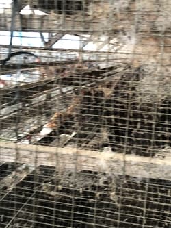 堺市にあるヨシダファーム養鶏所のたまご
